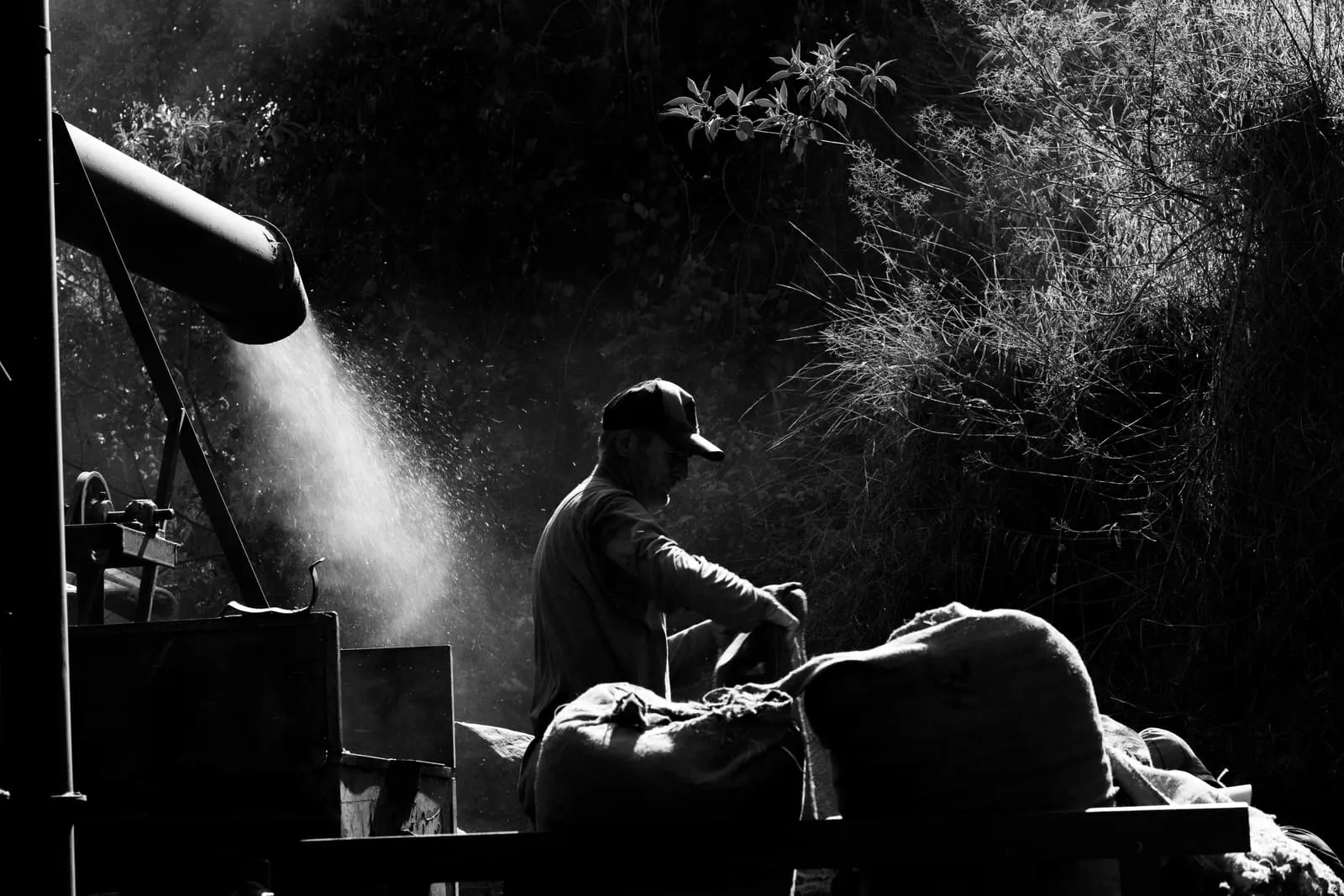 A silhouetted worker on a coffee plantation in Brazil