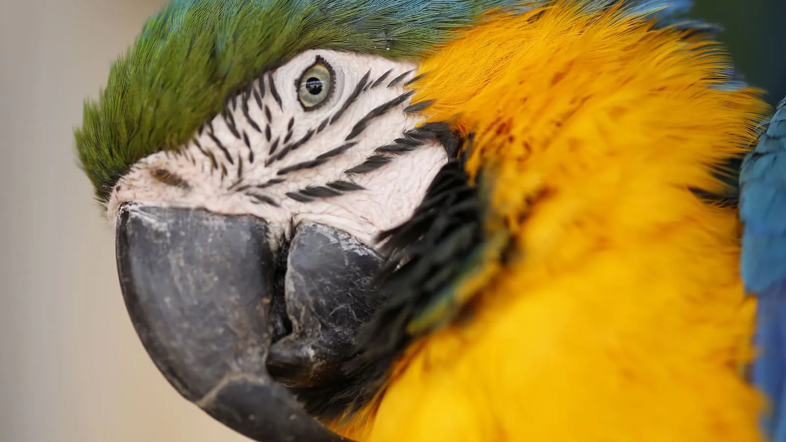 A vividly colored macaw parrot