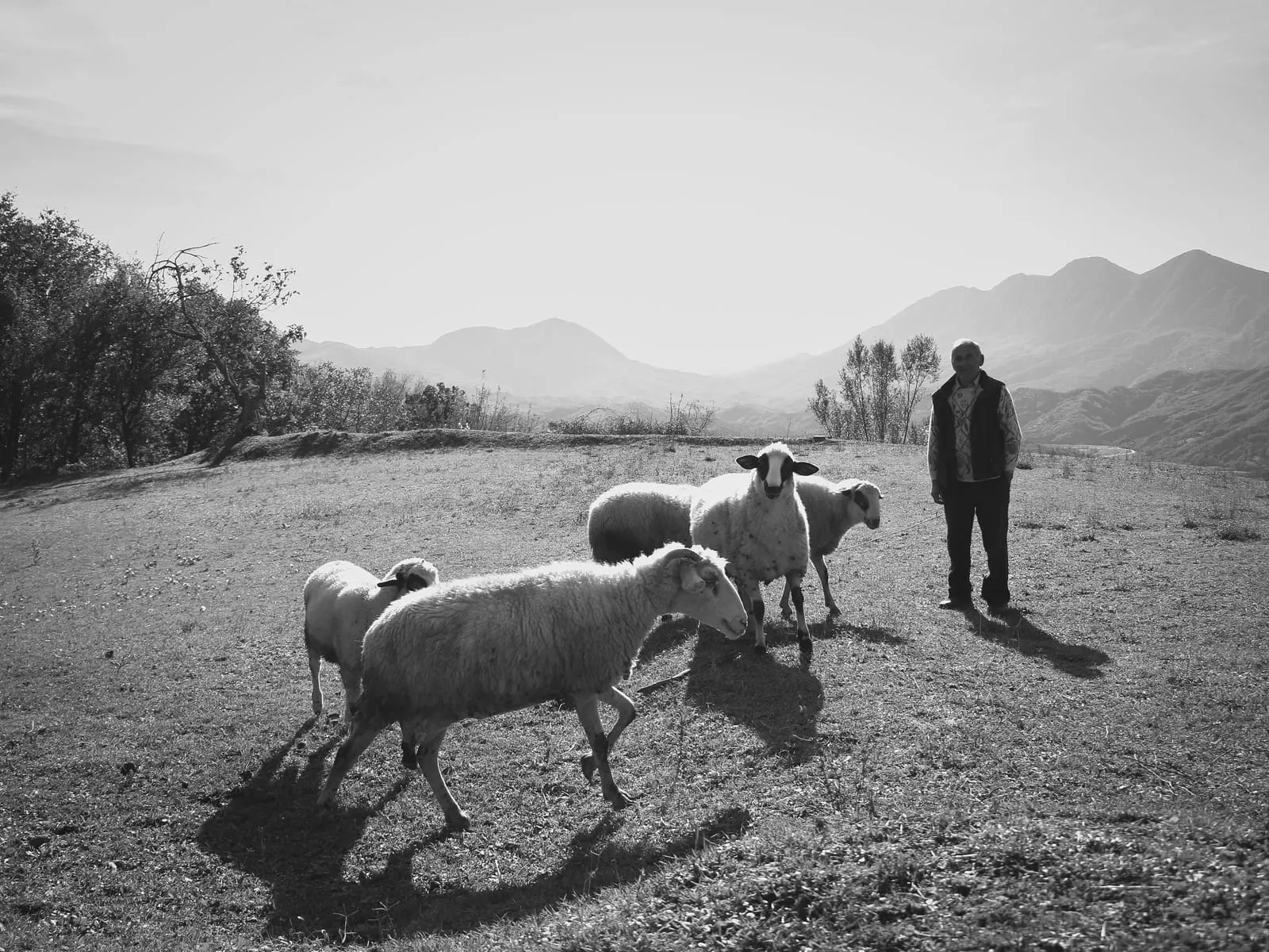 A shepherd with a flock of sheep in a mountain village landscape