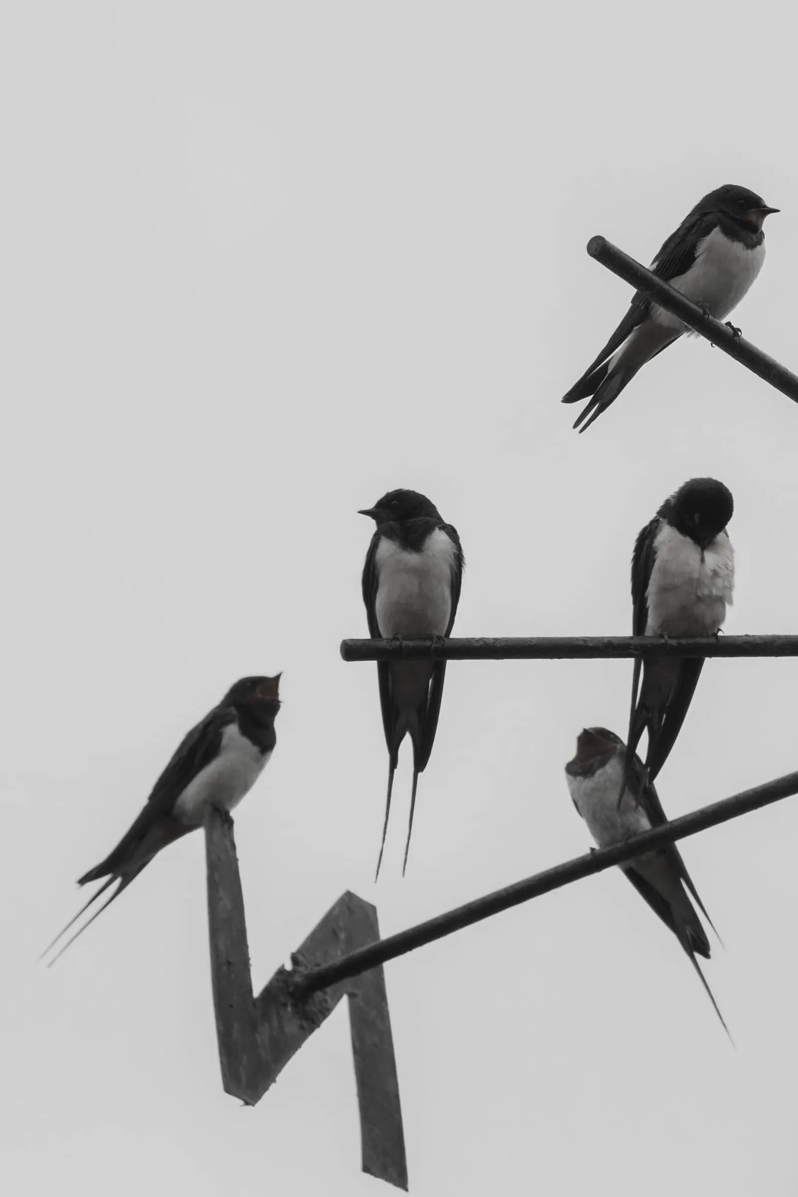 Swallows perched against the sky, a classic Portuguese motif