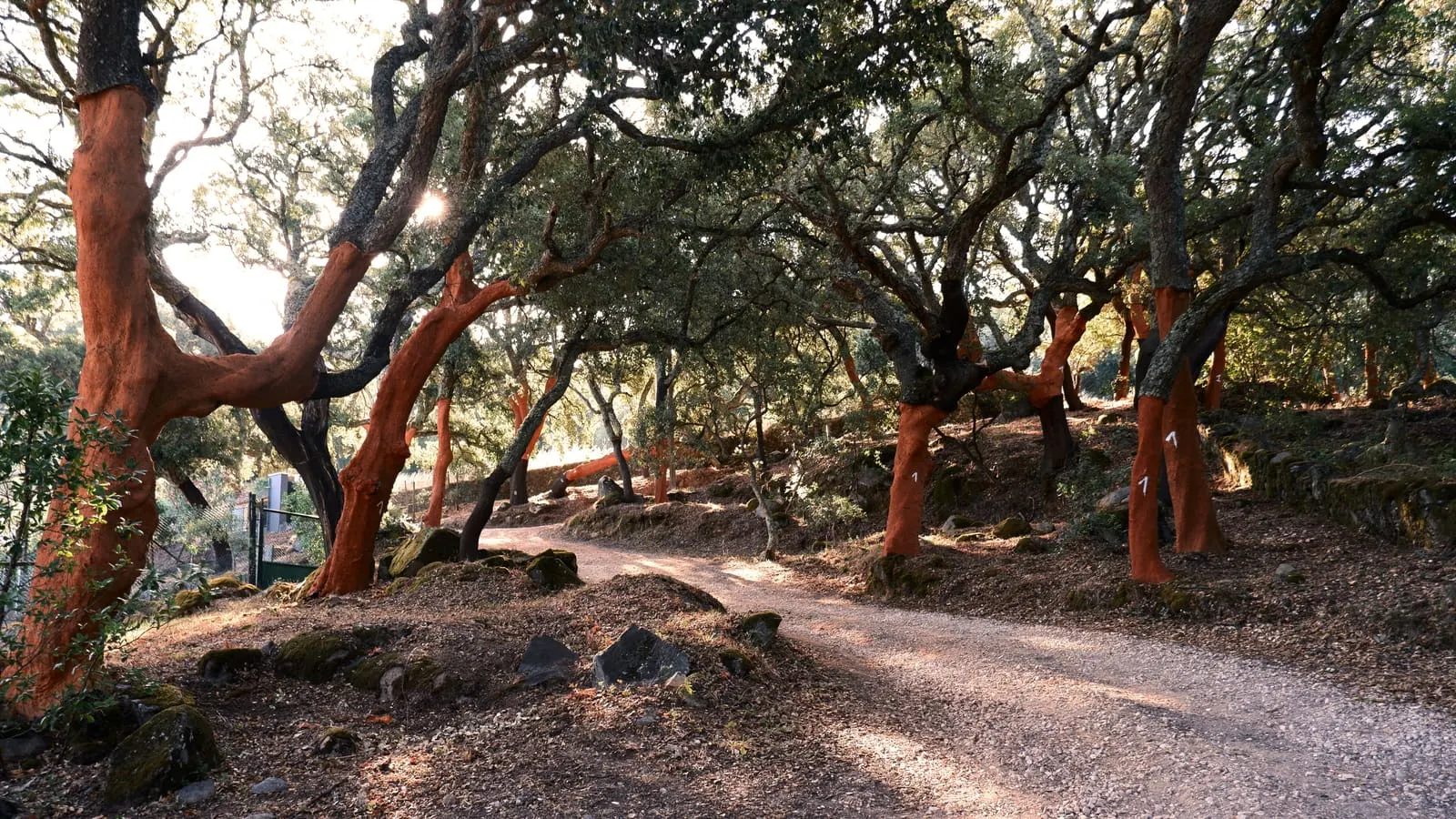 A cork oak forest with freshly harvested red-orange tree trunks