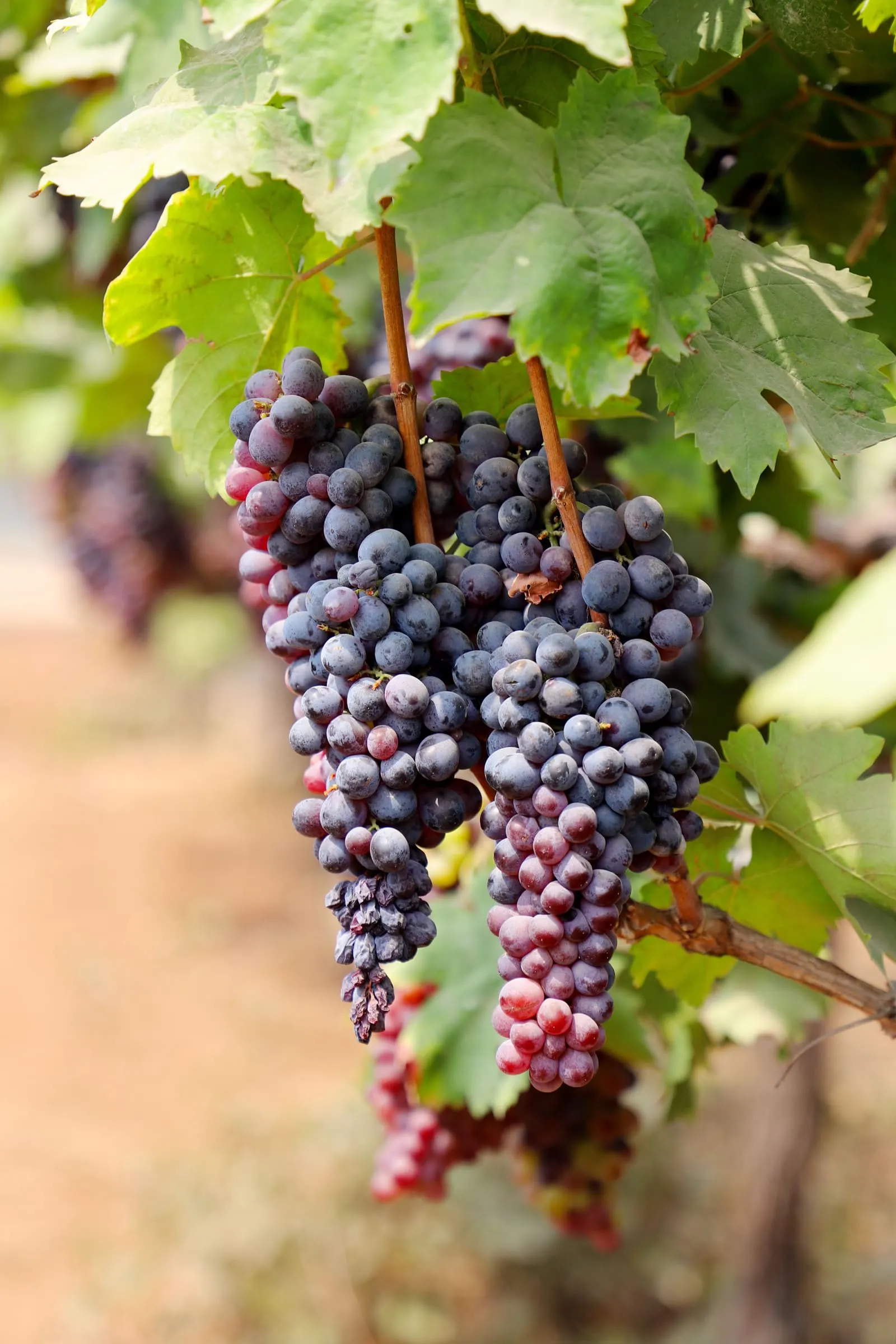 A cluster of dark ripe grapes hanging on the vine