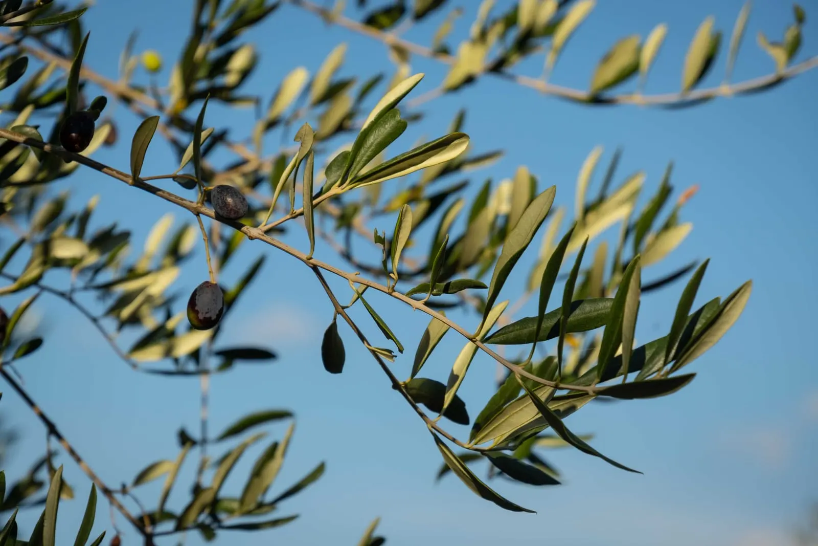 An olive branch with green leaves and ripening olives